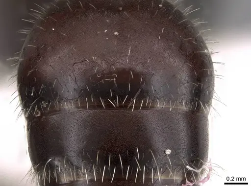 Pogonomyrmex spinolae specimen CASENT0914360 image casent0914360_2