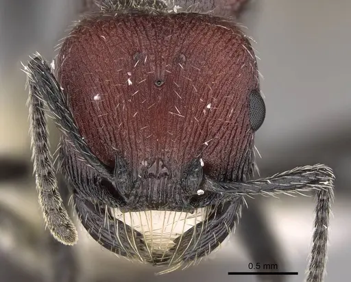 Pogonomyrmex spinolae specimen CASENT0914360 image casent0914360_3
