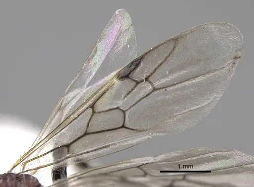 Pogonomyrmex spinolae specimen CASENT0914360 image casent0914360_5