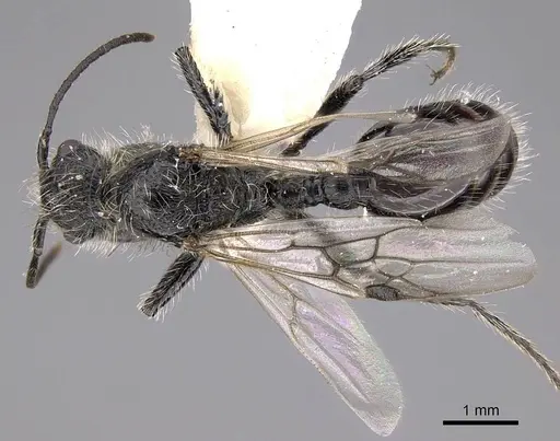 Pogonomyrmex spinolae specimen CASENT0914361 image casent0914361_1