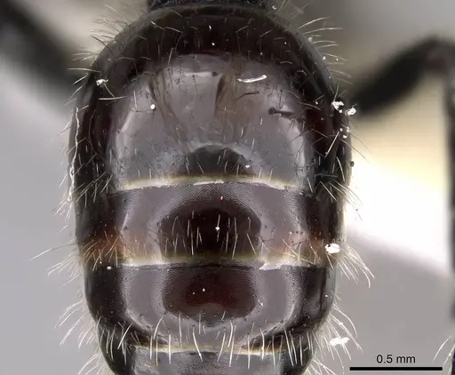 Pogonomyrmex spinolae specimen CASENT0914361 image casent0914361_2