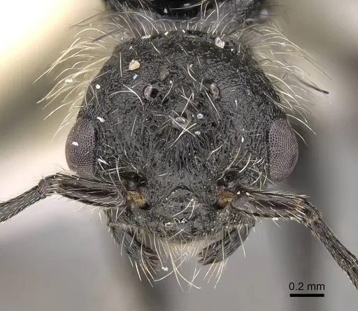 Pogonomyrmex spinolae specimen CASENT0914361 image casent0914361_3