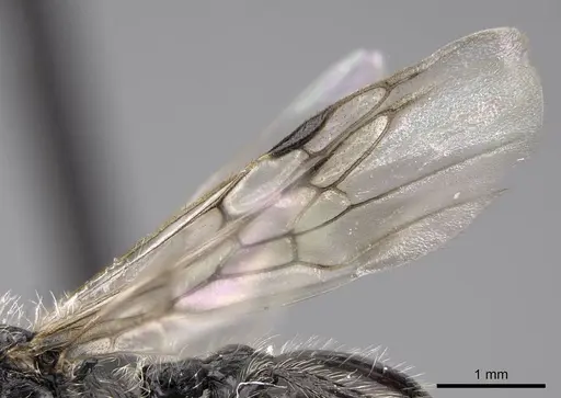 Pogonomyrmex spinolae specimen CASENT0914361 image casent0914361_5