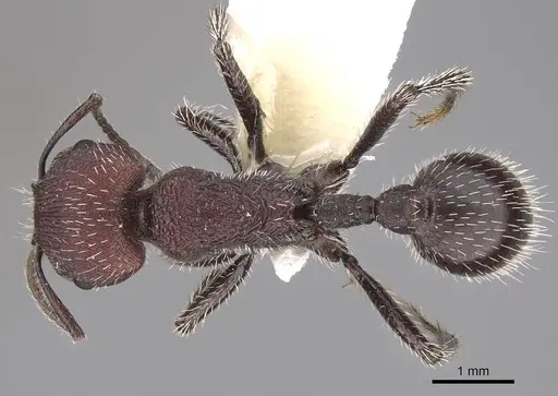 Pogonomyrmex spinolae specimen CASENT0914364 image casent0914364_1