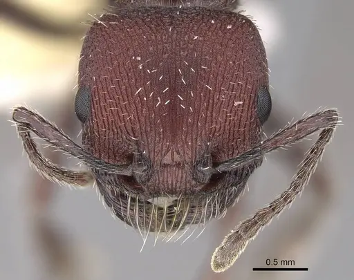 Pogonomyrmex spinolae specimen CASENT0914364 image casent0914364_2