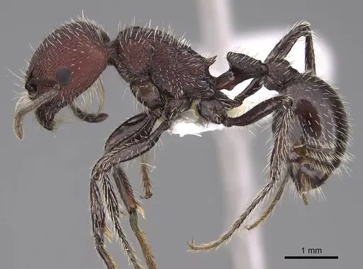 Pogonomyrmex spinolae specimen CASENT0914364 image casent0914364_3