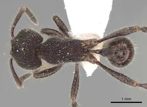 Pogonomyrmex stefani specimen CASENT0914135 image casent0914135_1