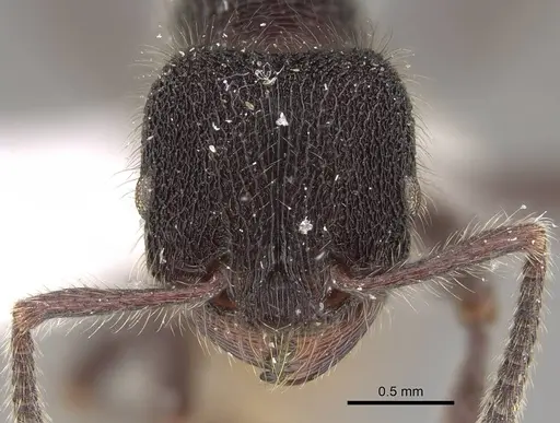 Pogonomyrmex stefani specimen CASENT0914135 image casent0914135_2