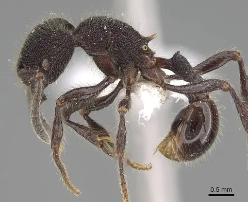 Pogonomyrmex stefani specimen CASENT0914135 image casent0914135_3