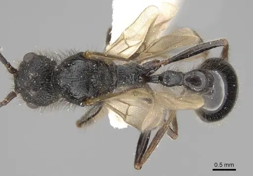 Pogonomyrmex stefani specimen CASENT0914136 image casent0914136_1