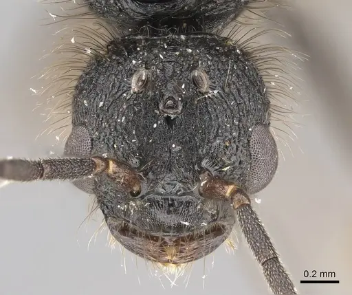 Pogonomyrmex stefani specimen CASENT0914136 image casent0914136_2