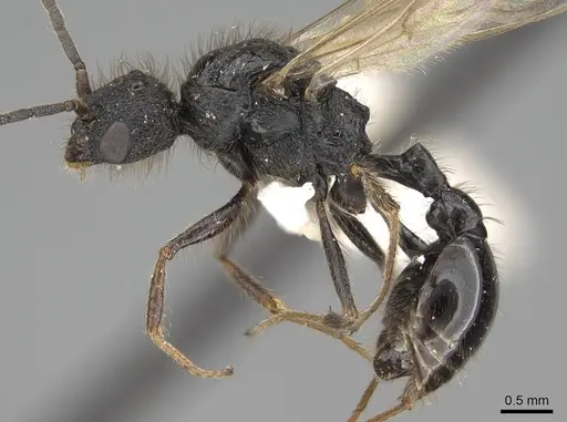 Pogonomyrmex stefani specimen CASENT0914136 image casent0914136_3