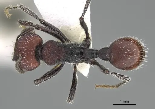Pogonomyrmex strioligaster specimen CASENT0922162 image casent0922162_1