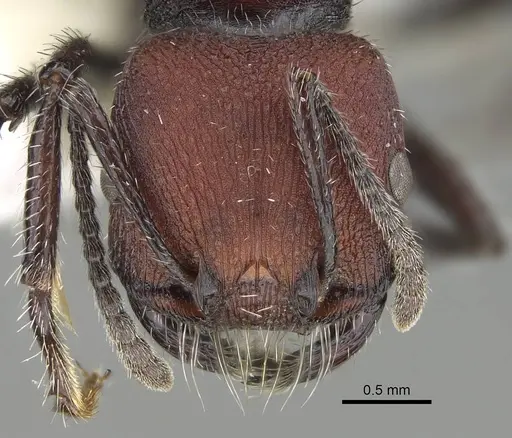 Pogonomyrmex strioligaster specimen CASENT0922162 image casent0922162_3