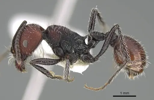 Pogonomyrmex strioligaster specimen CASENT0922162 image casent0922162_4