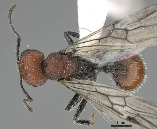Pogonomyrmex strioligaster specimen CASENT0922163 image casent0922163_1