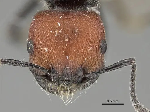 Pogonomyrmex strioligaster specimen CASENT0922163 image casent0922163_2