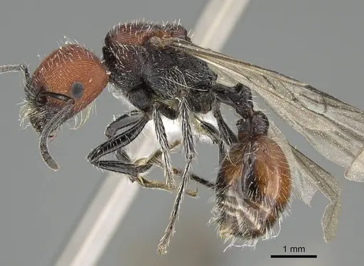 Pogonomyrmex strioligaster specimen CASENT0922163 image casent0922163_3