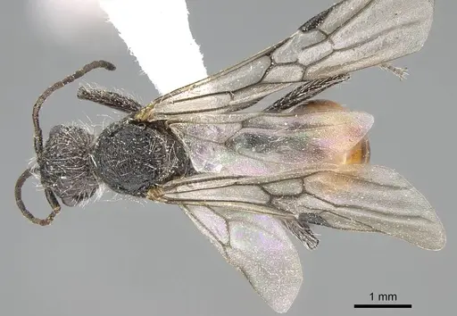 Pogonomyrmex strioligaster specimen CASENT0922164 image casent0922164_1