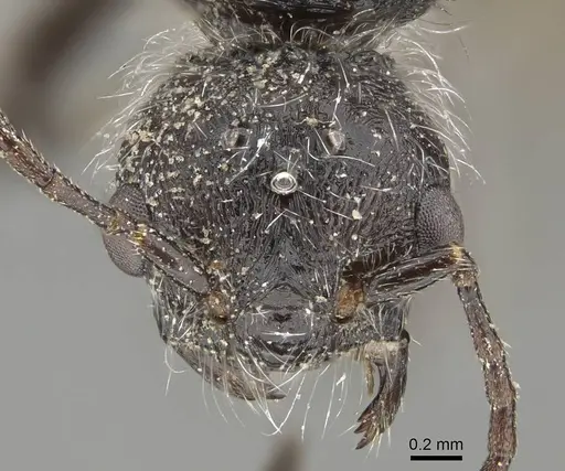 Pogonomyrmex strioligaster specimen CASENT0922164 image casent0922164_2