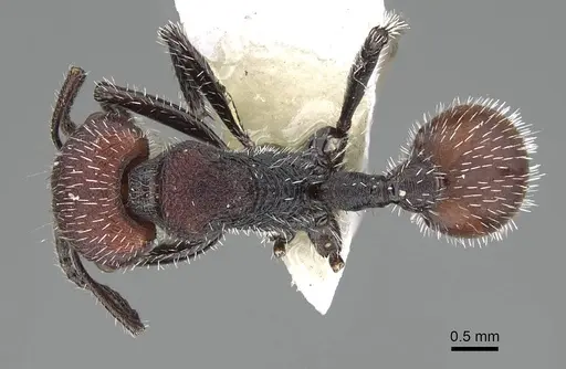 Pogonomyrmex strioligaster specimen CASENT0922165 image casent0922165_1