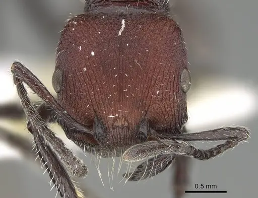 Pogonomyrmex strioligaster specimen CASENT0922165 image casent0922165_3