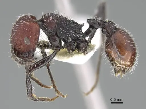 Pogonomyrmex strioligaster specimen CASENT0922165 image casent0922165_4
