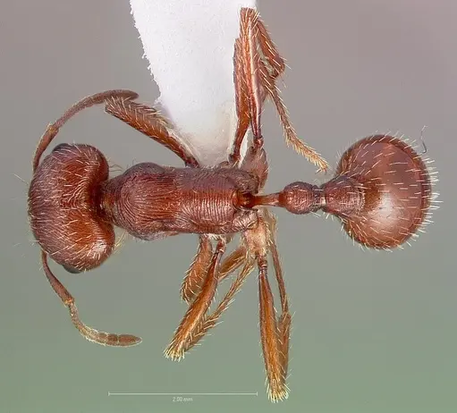 Pogonomyrmex subdentatus specimen CASENT0005720 image casent0005720_1