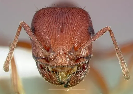 Pogonomyrmex subdentatus specimen CASENT0005720 image casent0005720_2