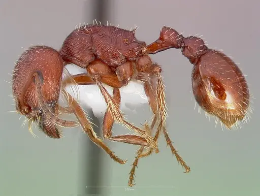 Pogonomyrmex subdentatus specimen CASENT0005720 image casent0005720_3