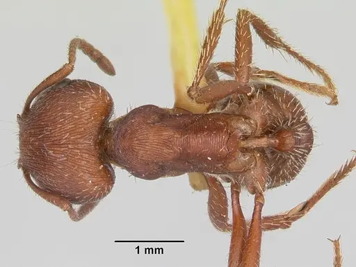 Pogonomyrmex subdentatus specimen CASENT0103127 image casent0103127_1