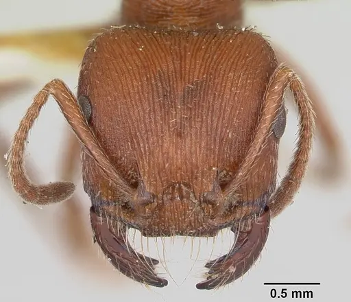 Pogonomyrmex subdentatus specimen CASENT0103127 image casent0103127_2
