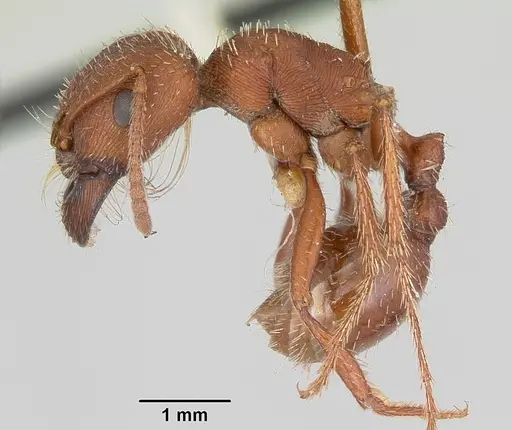 Pogonomyrmex subdentatus specimen CASENT0103127 image casent0103127_3