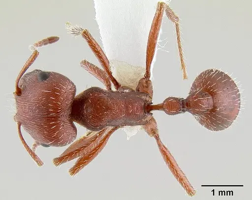 Pogonomyrmex subdentatus specimen CASENT0106024 image casent0106024_1