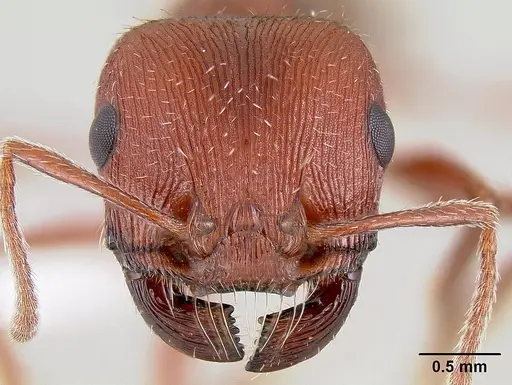 Pogonomyrmex subdentatus specimen CASENT0106024 image casent0106024_2