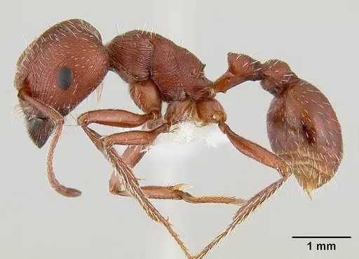 Pogonomyrmex subdentatus specimen CASENT0106024 image casent0106024_3