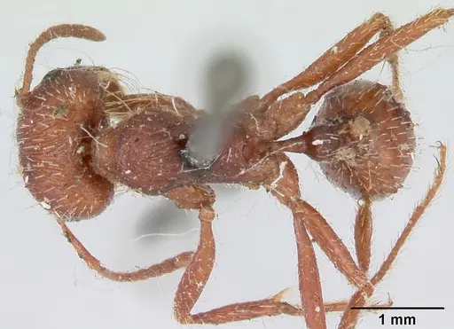 Pogonomyrmex subdentatus specimen CASENT0173363 image casent0173363_1