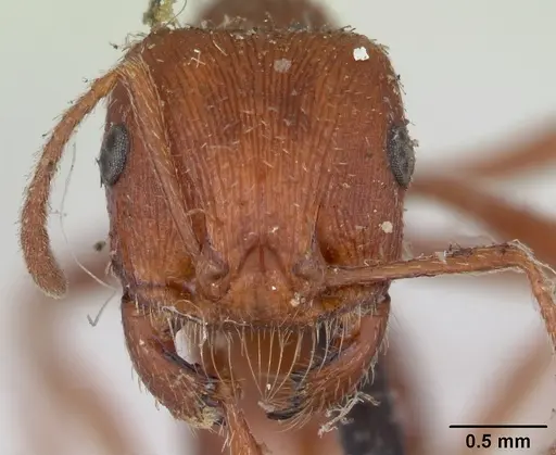 Pogonomyrmex subdentatus specimen CASENT0173363 image casent0173363_2
