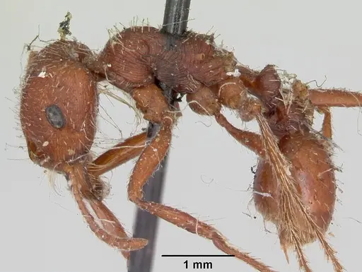 Pogonomyrmex subdentatus specimen CASENT0173363 image casent0173363_3