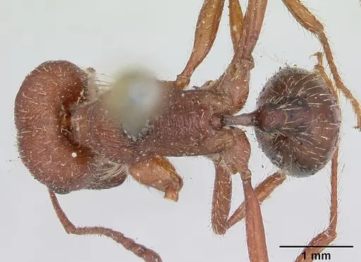 Pogonomyrmex subdentatus specimen CASENT0173367 image casent0173367_1