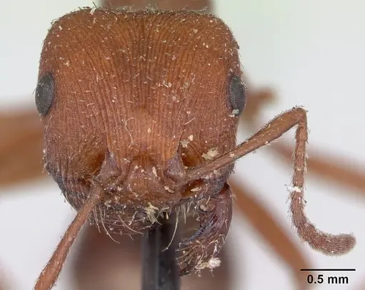 Pogonomyrmex subdentatus specimen CASENT0173367 image casent0173367_2