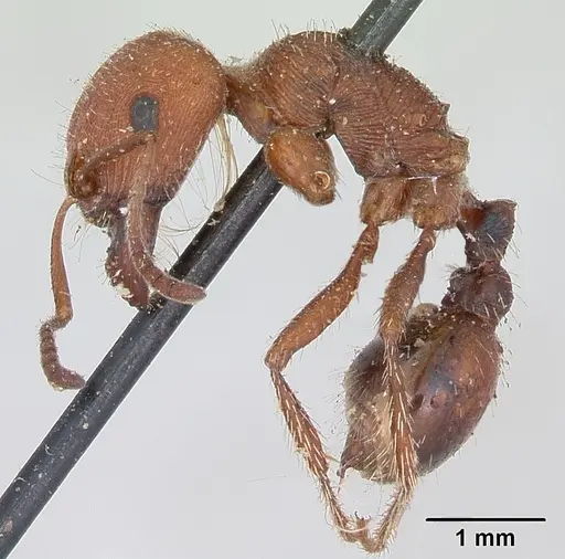Pogonomyrmex subdentatus specimen CASENT0173367 image casent0173367_3