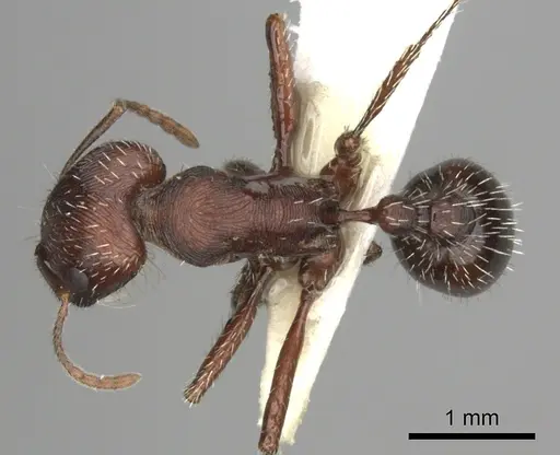 Pogonomyrmex subdentatus specimen CASENT0235325 image casent0235325_1