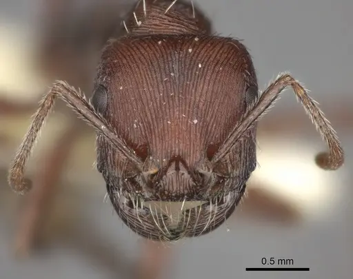 Pogonomyrmex subdentatus specimen CASENT0235325 image casent0235325_2