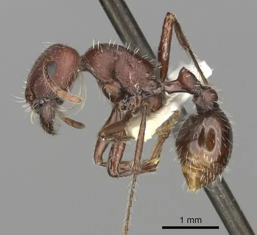 Pogonomyrmex subdentatus specimen CASENT0235325 image casent0235325_3