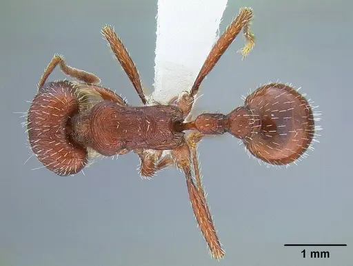Pogonomyrmex subdentatus specimen CASENT0732619 image casent0732619_1