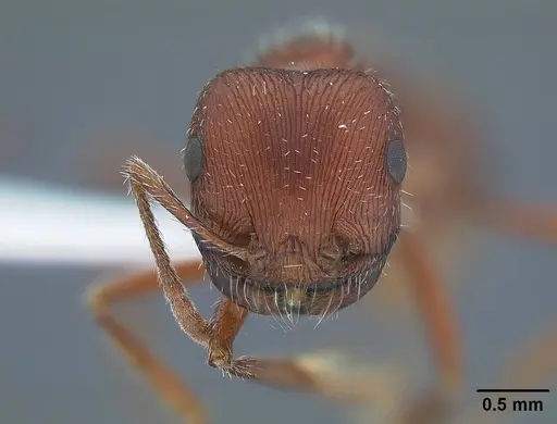 Pogonomyrmex subdentatus specimen CASENT0732619 image casent0732619_2