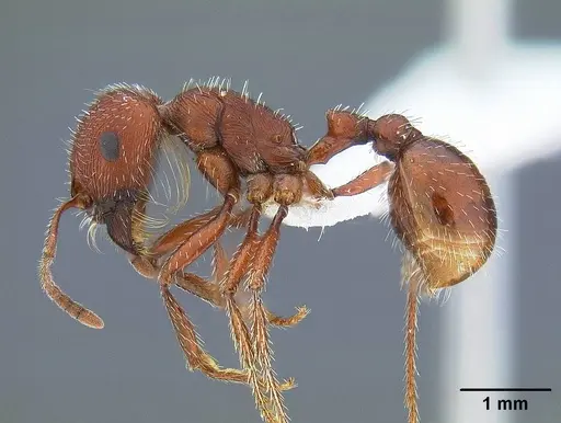 Pogonomyrmex subdentatus specimen CASENT0732619 image casent0732619_3