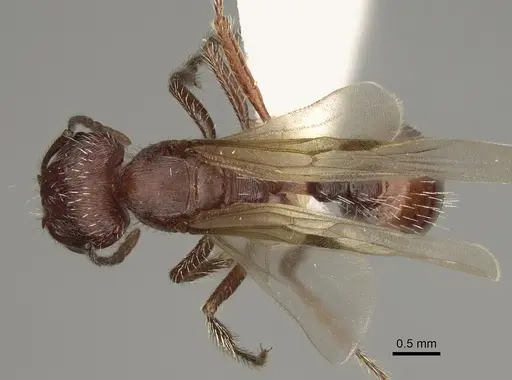 Pogonomyrmex subdentatus specimen CASENT0863110 image casent0863110_1