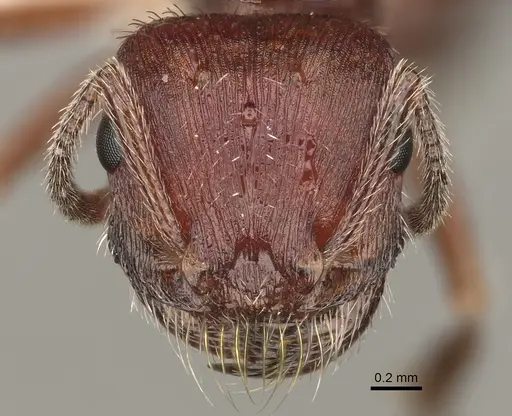 Pogonomyrmex subdentatus specimen CASENT0863110 image casent0863110_2